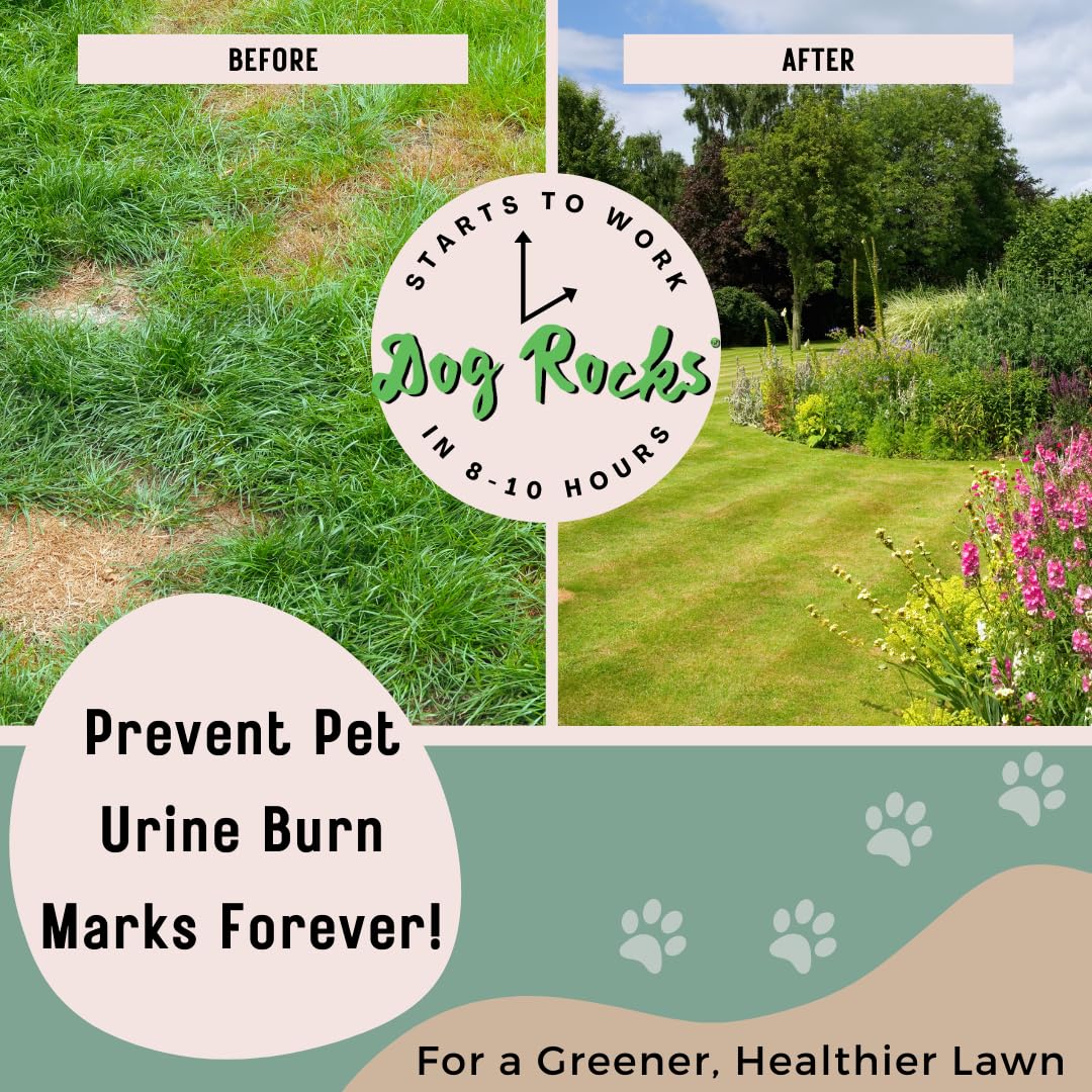 Dog Rocks Dog Pee Grass Neutralizer For Green Grass In 35 Weeks Dog Grass Saver Rock 100