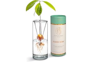 Botanical Hippie Avocado Growing Vase-Easy Seed Sprout Starter-Tree Growing Kit-Grow Live Plant-Plant Propagation-Gift for Women,Girls,Mom,Birthday,Best Friend-Office Desk Accessory-Seed NOT Included