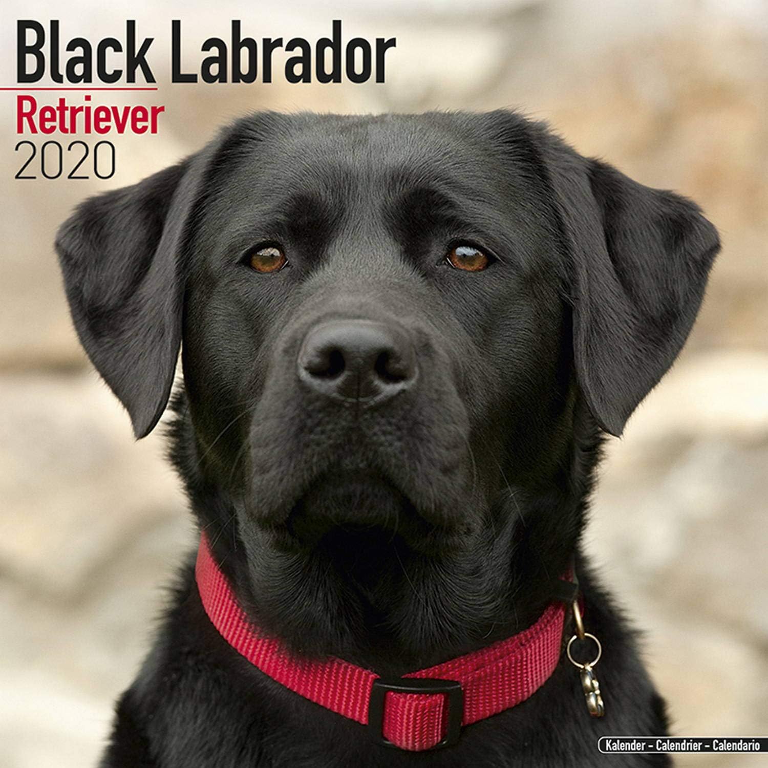 Amazon Com Labrador Retriever Calendar 2020 Black Dog Breed