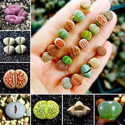 FLORAL TREASURE Mixed Rare Lithops Seeds Living Stones Succulent Cactus Organic Bulk Plant -pack of 40 seeds