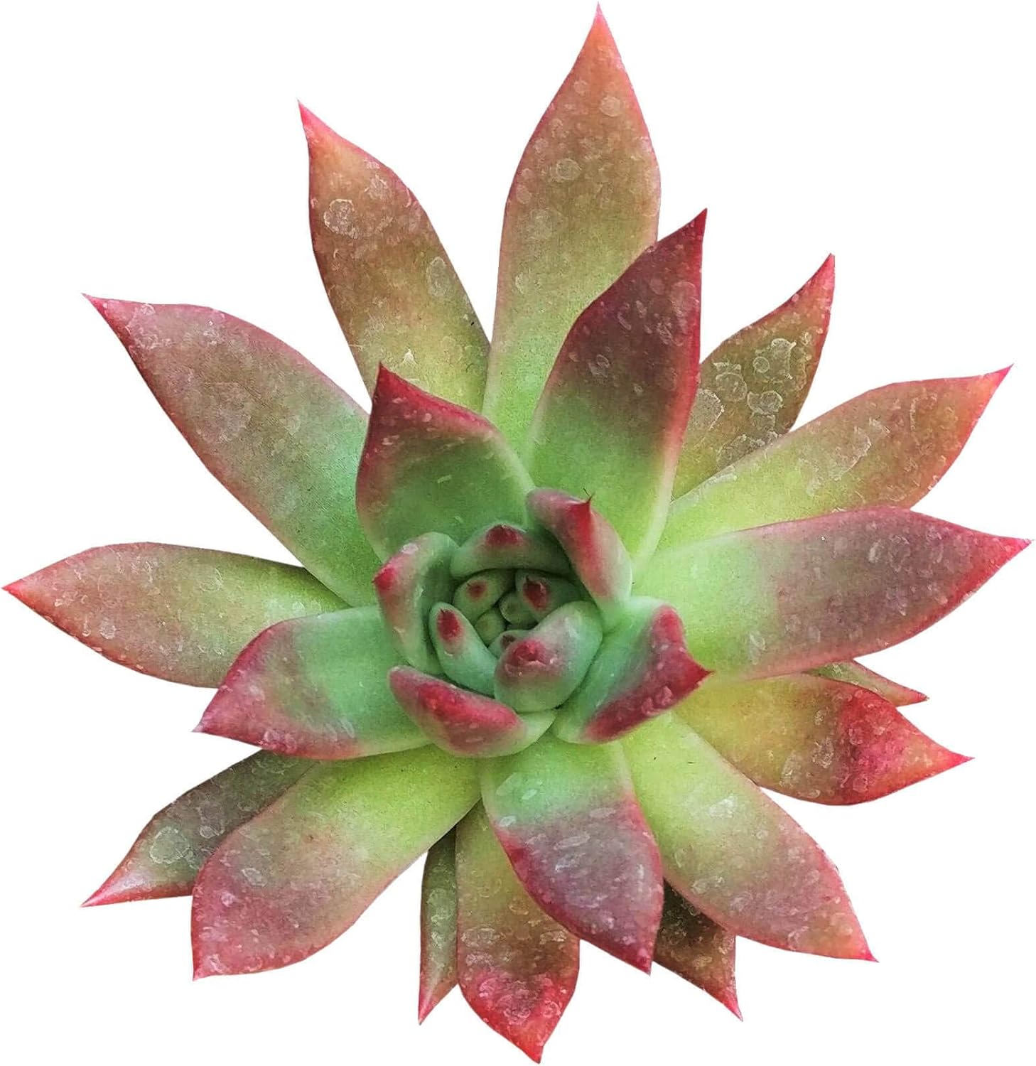 Echeveria Agavoides Lipstick 2" Healthy Succulent
