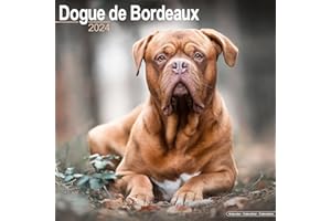 Dogue de Bordeaux Calendar 2024 | Square Dog Breed Wall Calendar - 16 Month: Original Avonside-Kalender [Mehrsprachig] [Kalen