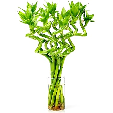 dracaena deremensis compacta Milano Tube White  Janet Craig Compacta  PLANT THE FUTURE