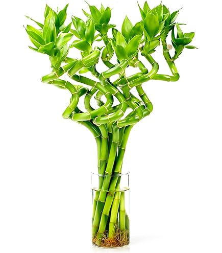 Amazon.com: Lucky Bamboo Plants Live Indoor (10 Stalks, 8 Inch) - Fresh  House Plants for Office Desk, Home Decor, for Positive Energy, Prosperity &  Easy Care : Grocery & Gourmet Food