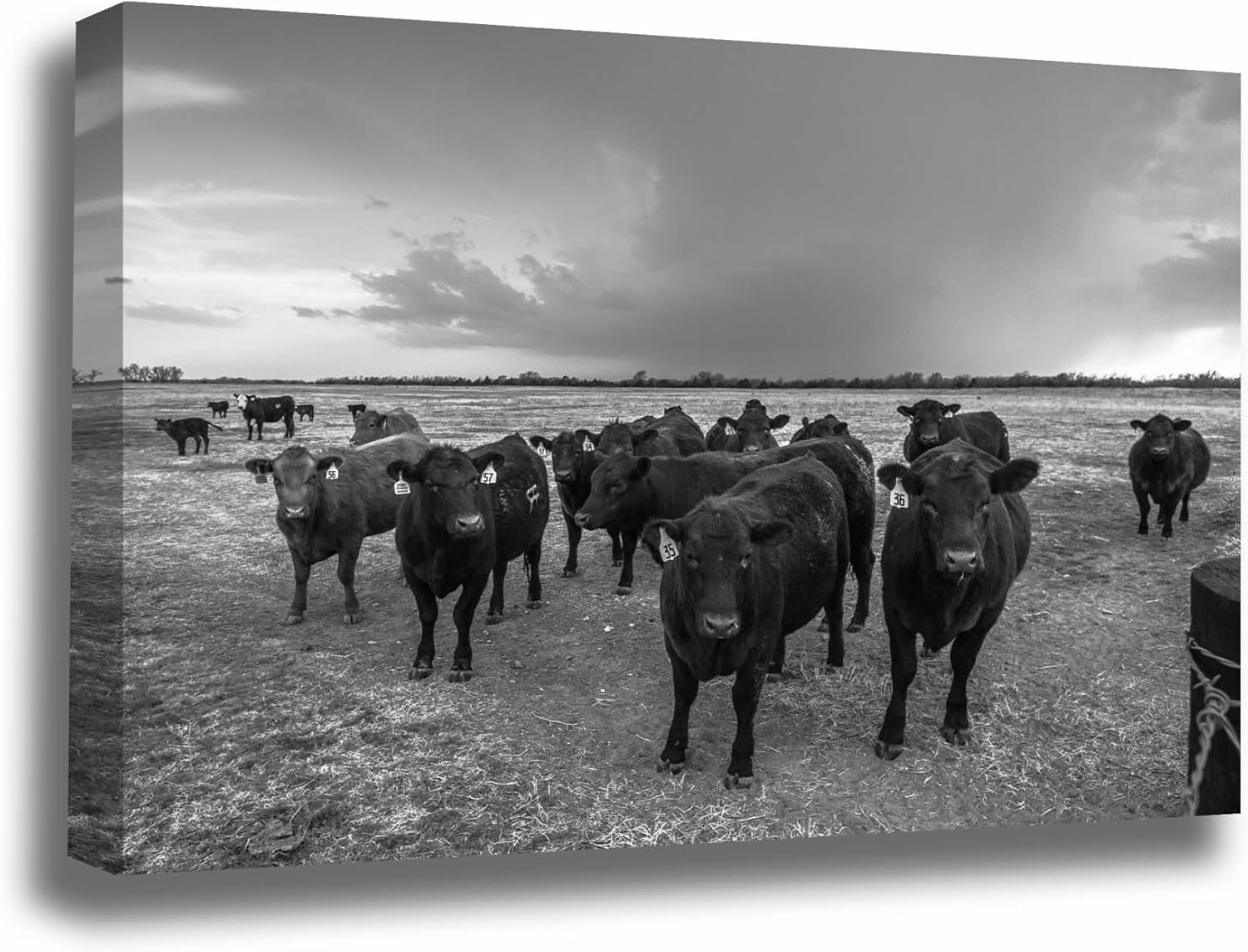 Photographs - Country Canvas Wall Art (Ready to Hang) Black and White Gallery Wrap of Angus Cows with Storm Brewing on Horizon on Spring Day in Kansas Cattle Photography Farmhouse Decor (.75, 24