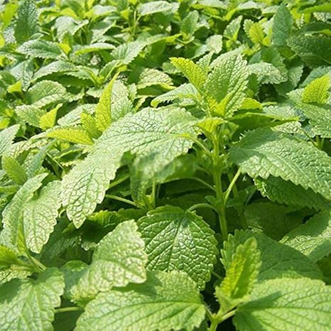 Ofanyia 100PCS Semillas Stevia Rebaudiana Semillas Naturaleza ...