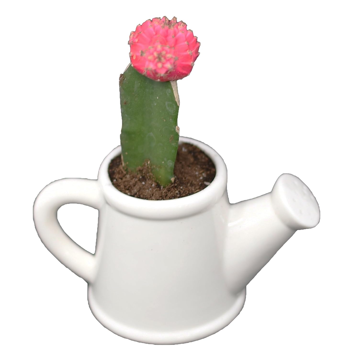 Best Vintage Indoor Herb Garden Jar