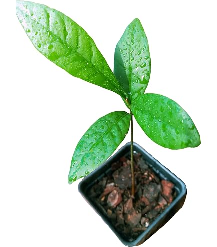 succulent plant pot Terra Cotta Pot for Cactus and Succulents- Clay Ceramic Pottery Planter with Drainage Holes main image 0