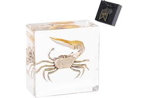 1st Heaven Taxidermy Crab, Real Fiddler Crab Specimen in Resin - Paperweight with Gift Box - Unique Home Office Decor, Ideal Gift for Nature Lovers and Curious Minds