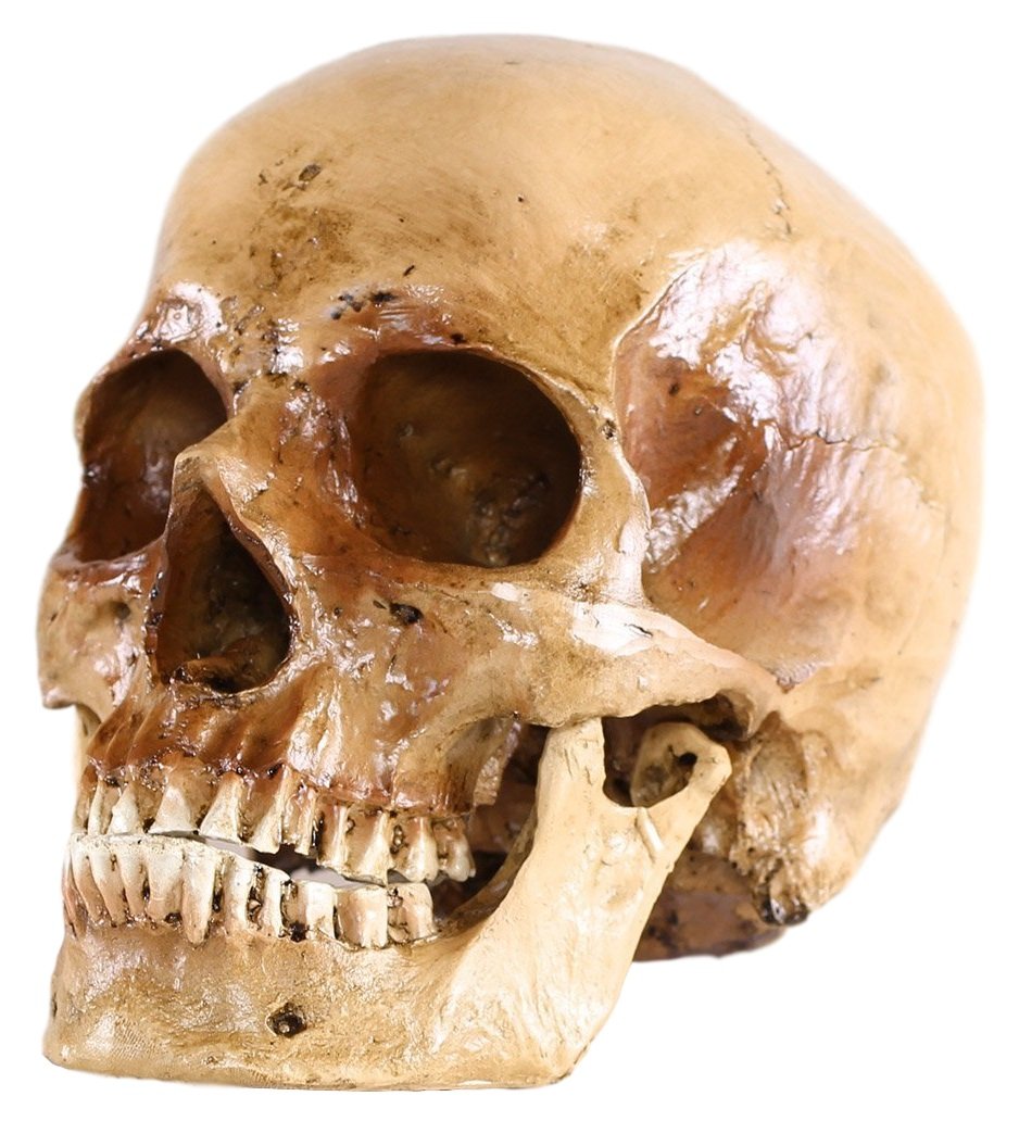 S Cráneo humano calavera piezas de tamaño natural