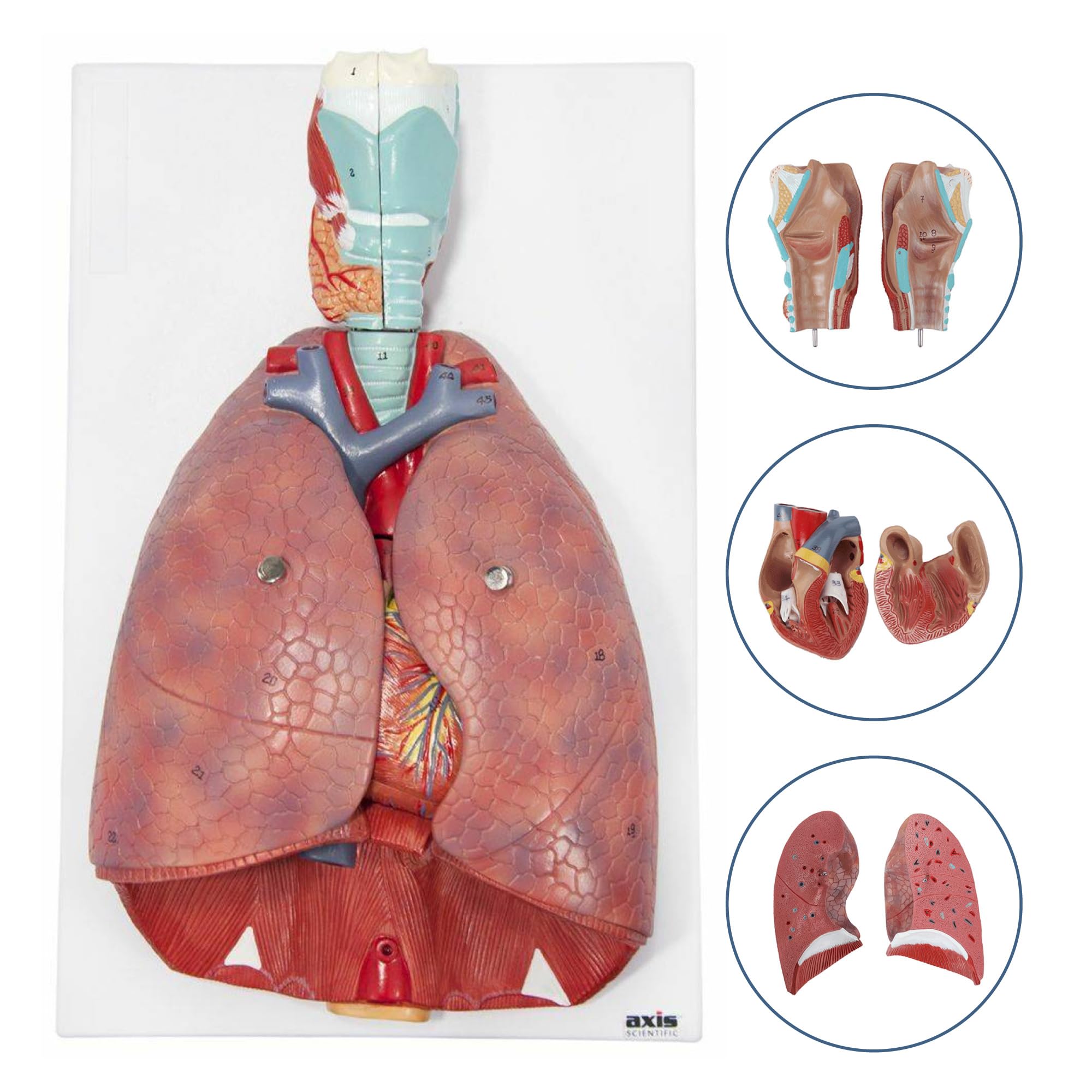 Axis Scientific 3/4 Life-Size Human Lung and Respiratory System Model - 7 Removable Parts Includes 2-Part Heart, Detachable Larynx, and Full Color Product Manual