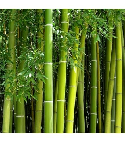 Amazon.com : 100+ Bamboo Seeds for Planting | Exotic and Fast Growing |  Ships from Iowa, USA | Landscaping, Privacy, Indoor or Outdoor (Sacred  Bamboo) : Patio, Lawn & Garden
