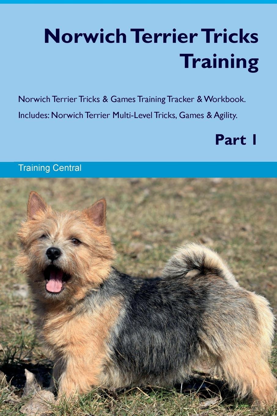 norwich terrier agility