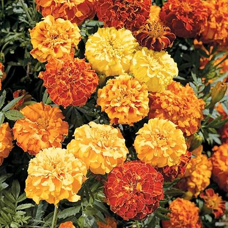 Promote Traders-African Marigold(Genda Flower) Flower Pack of 100 Seeds Dazzling Flower Colors Attractive Home Garden Decoration/Growing Fast Shrubs/Hanging Baskets