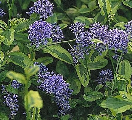 3 X Sackelblumen Sansibar Straucher Bunte Evergreen Pflanzen P9 Amazon De Garten