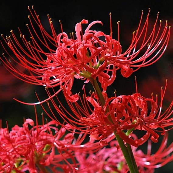Eden-blumen 100 Stück Lycoris Radiata (Spinnenlilie) Seltene Schöne