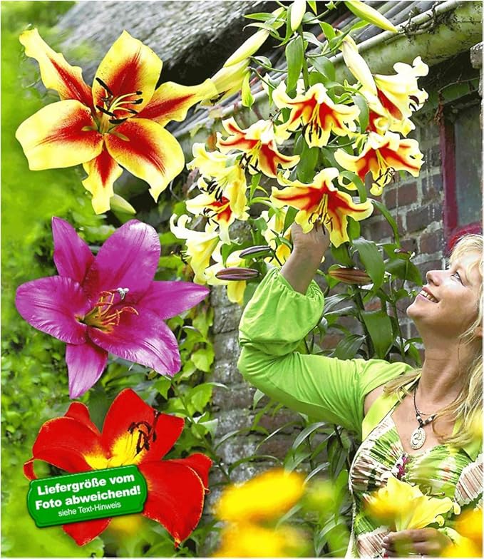 BALDUR-Garten Tree-Lilies®-Kollektion, Baumlilien Mischung, 6 Stück Lilium