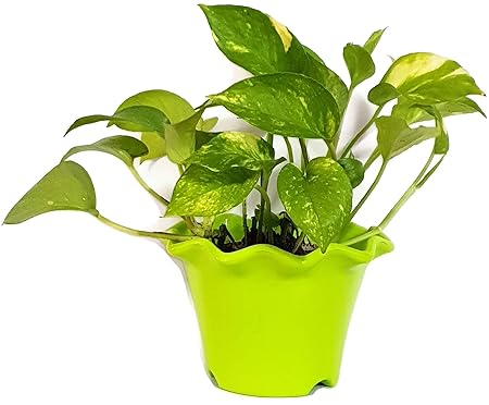 Grun Air Purifying - Green Money Plant [Green Pothos Plant]