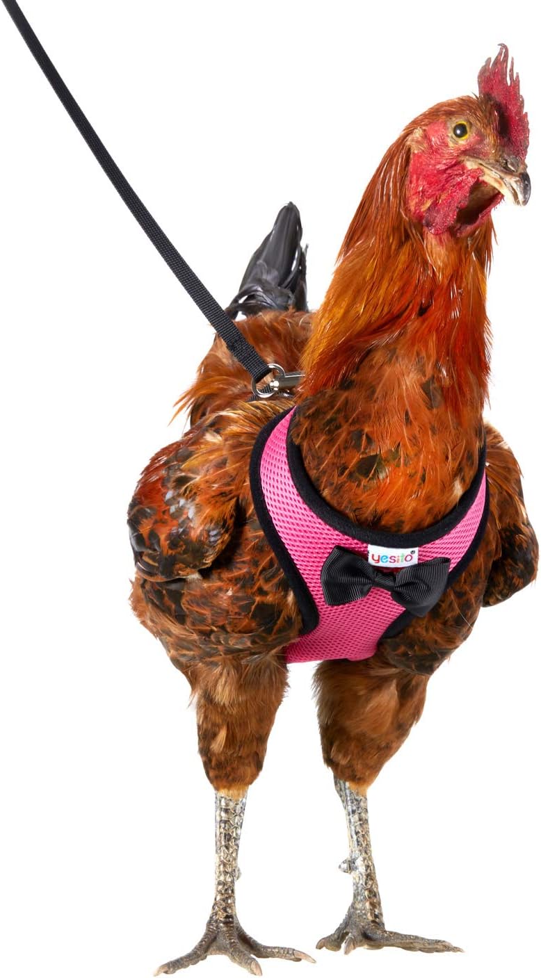 Amazon.com : Yesito Chicken Harness Hen 