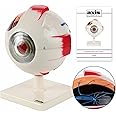 Axis Scientific 5X Enlarged Human Eye Model, Realistic 7-Part Eyeball Anatomy Model, Transparent Design Includes Removable Stand and Detailed Product Manual