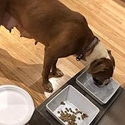 bowsers artisan diner double dog feeder