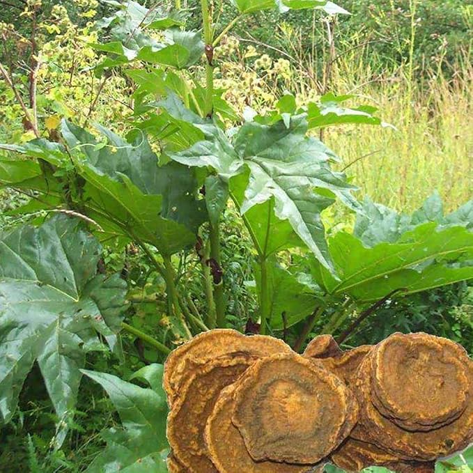 Rheum Officinale Seeds 15+ Semillas orgánicas asombrosas de la ...