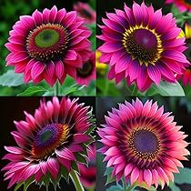 Flower Rare Seeds Mix Pack Varieties Pink Purple Sun for