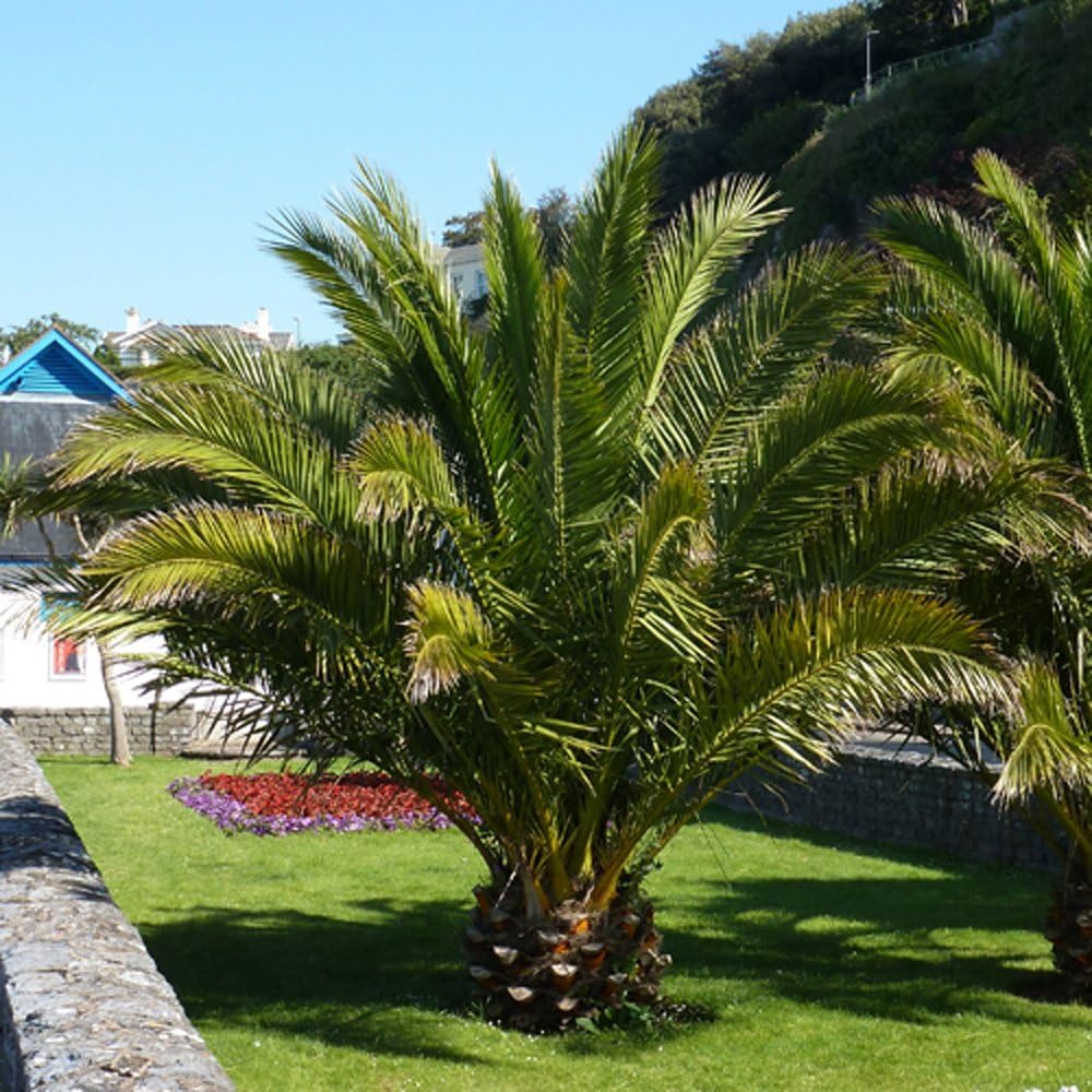 Hardy Phoenix Palm Tree, Green, Single Tall