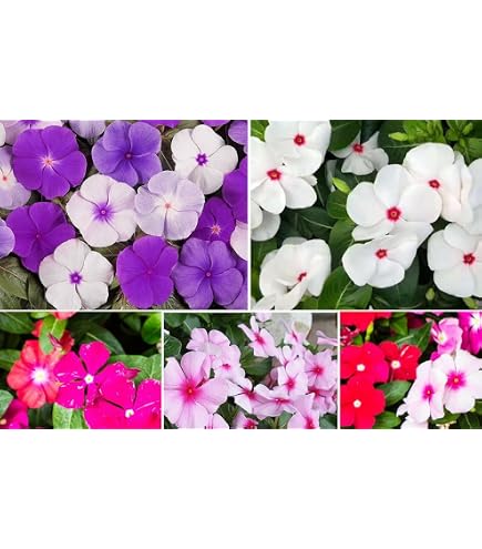 Vinca Seeds 50 Flower Seeds Mediterranean XP Strawberry