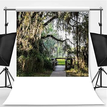 Amazon Com Southern Live Oak Tree With Hanging Spanish Moss In