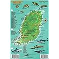 Grenada Dive Map & Reef Creatures Guide Franko Maps Laminated Fish Card