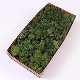 Preserved Reindeer Moss Natural Green DIY Kit Terrariums Gardenning Art Wall Decor Florist Decor Easter Table Decor Wedding D