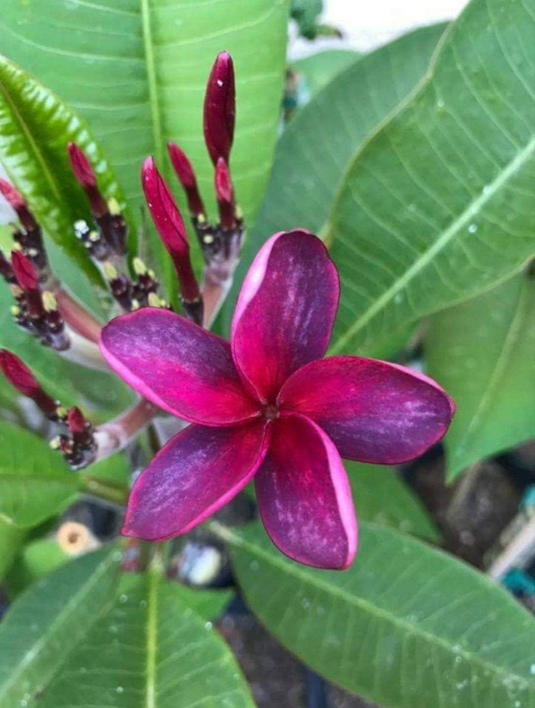 5 Rare Pink Purple Plumeria Seeds Plants Flower Lei Hawaiian Fragrant Garden