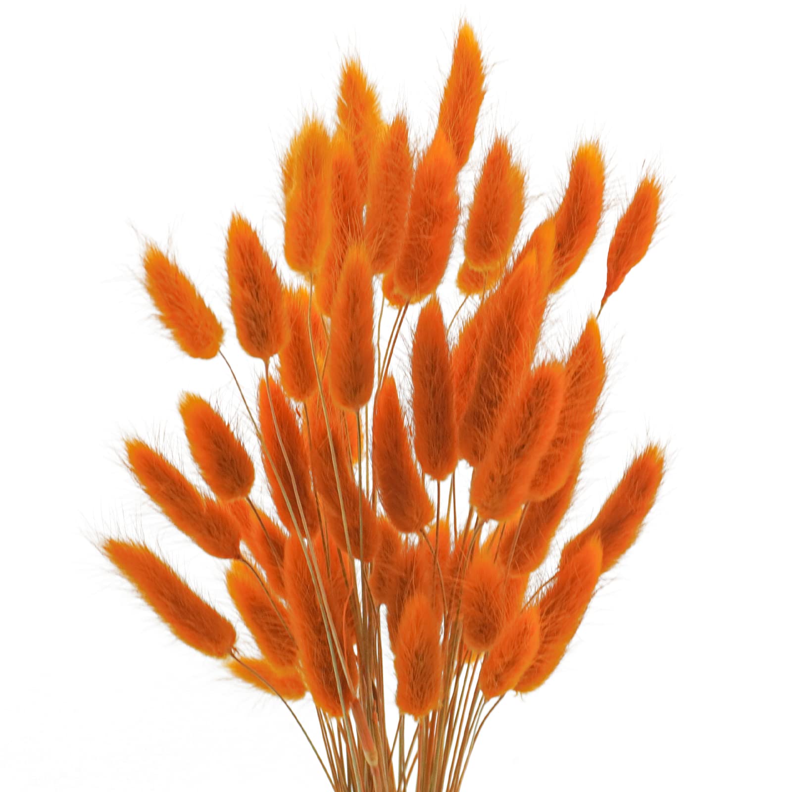 Photo 1 of Uieke 17’’ Natural Bunny Tails Dried Flowers, 50 Pcs Dried Lagurus Ovatus, Dried Pampas Grass for Flower Arrangements Wedding Centerpieces Home Boho Baby Shower Party Fall Decorations (Orange)