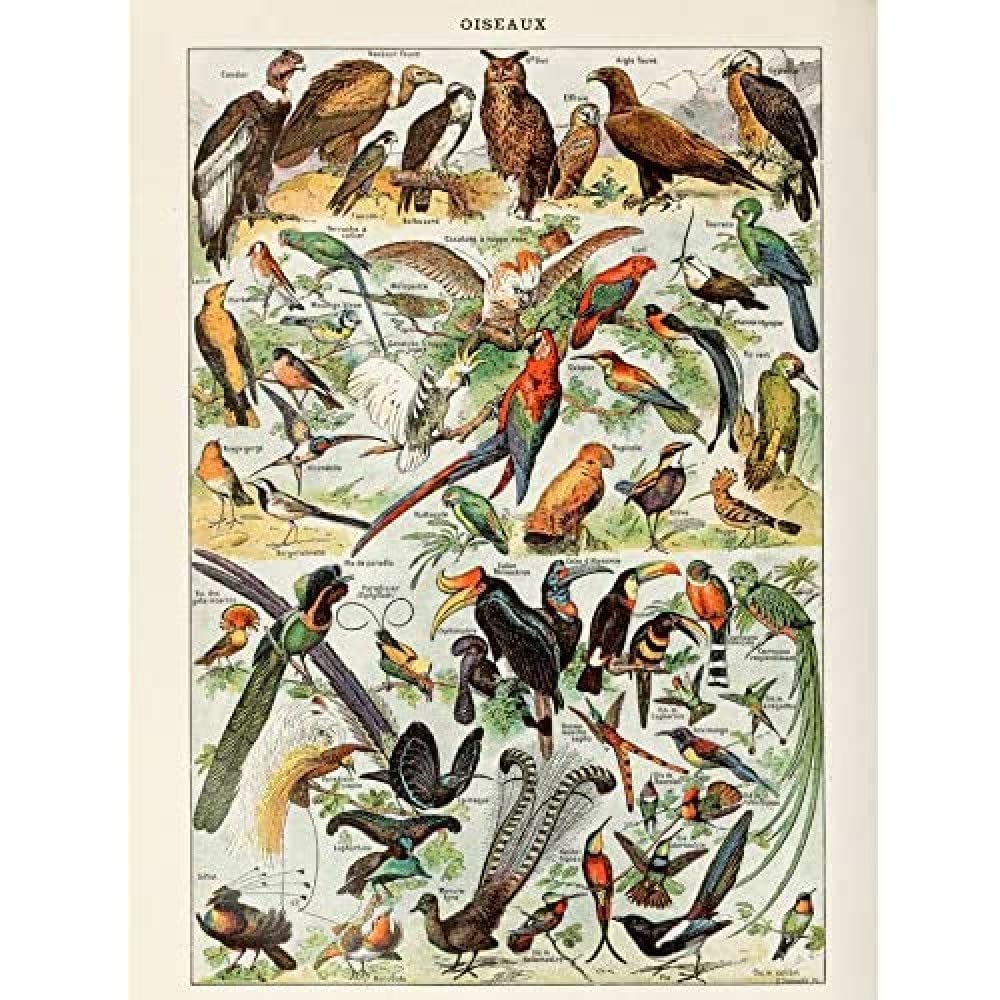 Artery8 Millot Encyclopedia Page Birds Owls Parrots Art Print Canvas Premium Wall Decor Poster Mural