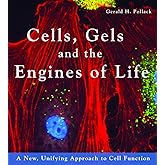 Cells, Gels and the Engines of Life: A New, Unifying Approach to Cell Function