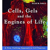 The Fourth Phase of Water: Beyond Solid, Liquid, and Vapor