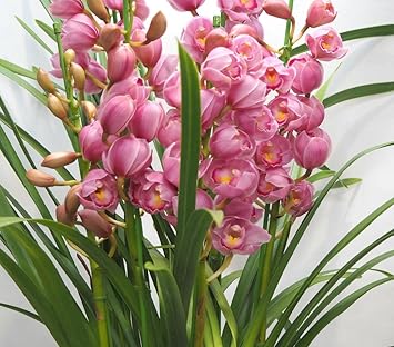 すべての美しい花の画像 最高花 鉢植え 長持ち