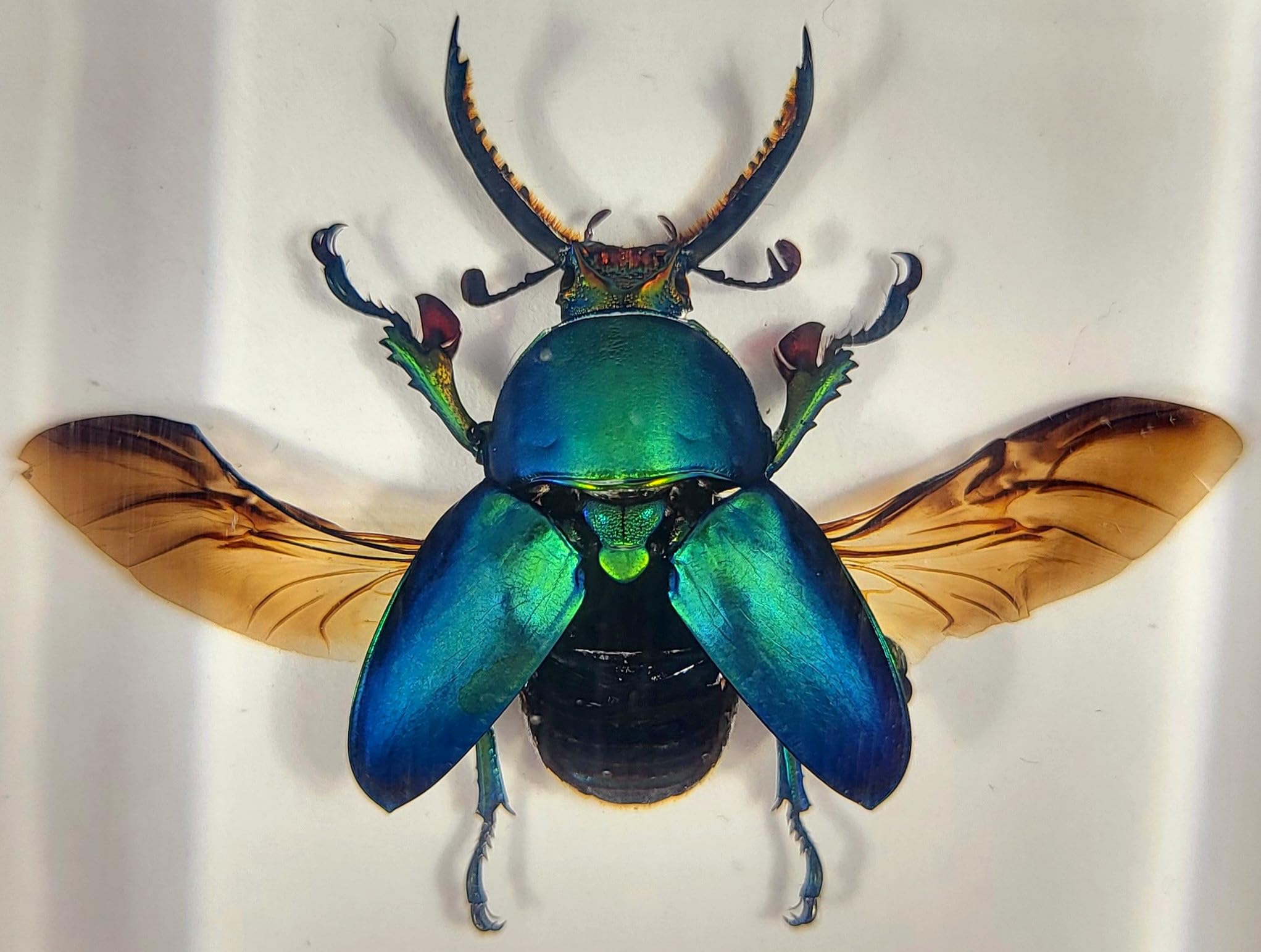 2.9" Real Lamprima Adolphinae Jewel Stag Beetle
