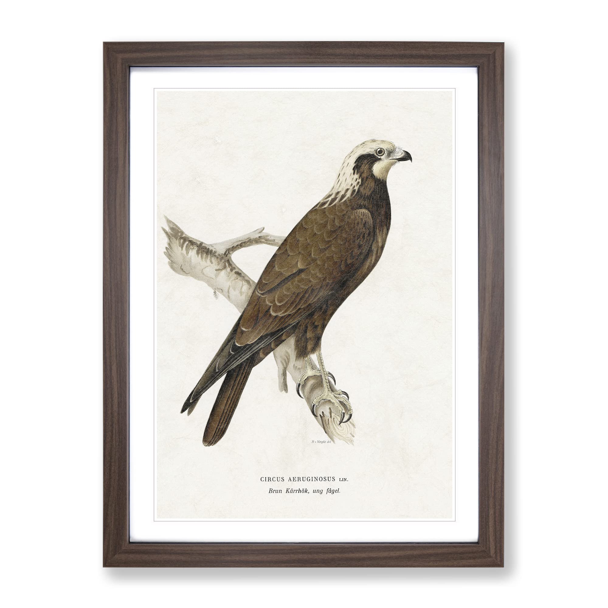 Marsh Harrier By Von Wright Vintage Framed Wall Art Print, Ready to Hang Picture for Living Room Bedroom Home Office Décor, Walnut A3 (34 x 46 cm)