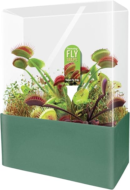 Amazon Com Unique Gardener Grow Your Own Venus Fly Trap Complete Kids Terrarium Kit To Plant Fascinating Man Eating Fly Traps Includes Everything Needed To Get Started Toys Games