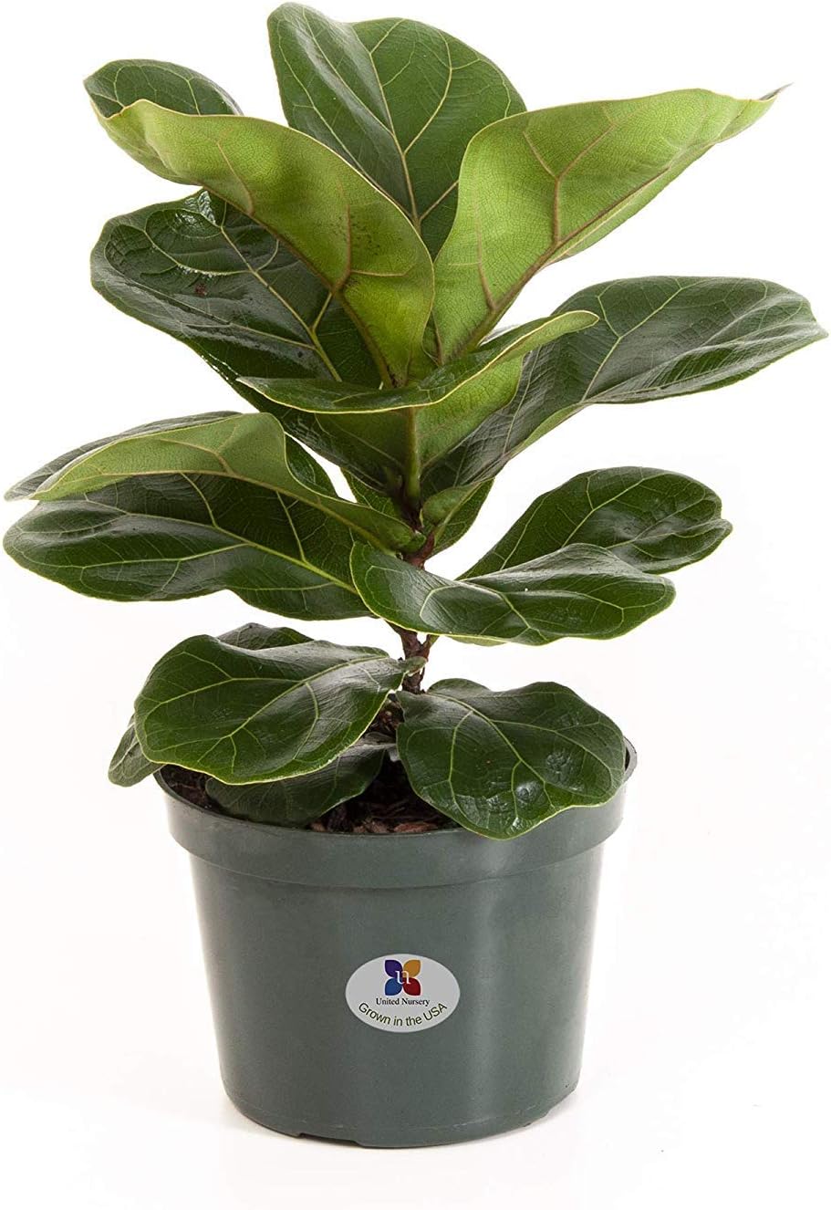 United Nursery Ficus Lyrata Pandurata Plant Fiddle Leaf Fig Live Outdoor Tree Indoor House Plant Ships in 6 inch Grower Pot at 12-16 Inches
