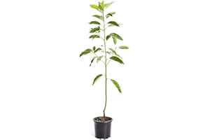 Brighter Blooms - Cold Hardy Avocado Tree, 1-2 Ft. - Indoor/Outdoor Potted Avocado Tree to Grow Your Own - No Shipping to AZ