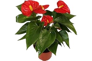 California Tropicals Anthurium Red - Live House Plants Indoor, 4 Inch Pot for Easy Care, Perfect for Office, Home & Flamingo 