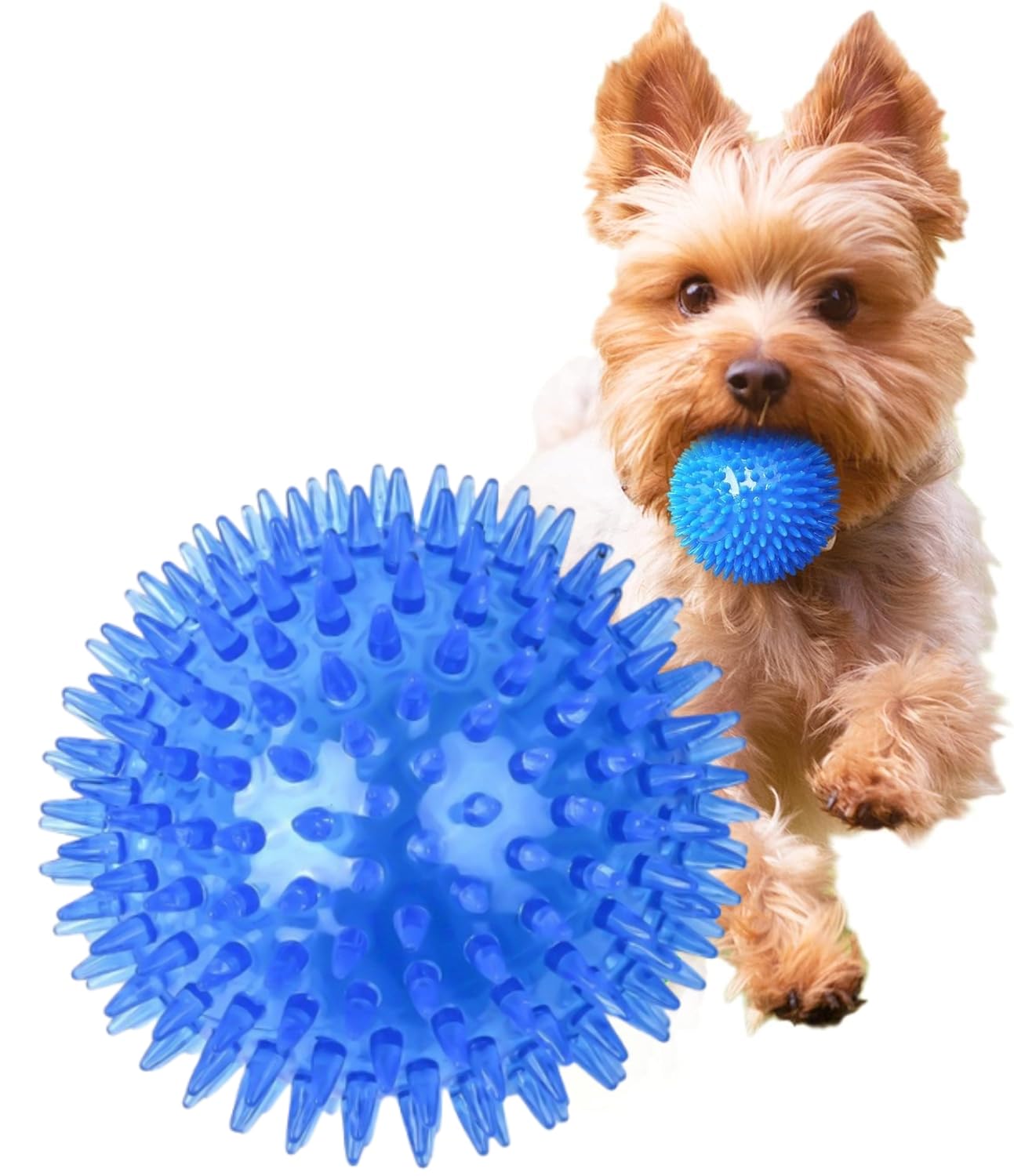 MUYYIKA 犬用おもちゃ ボール 音の出る 噛むおもちゃ 歯磨き 天然ゴム 弾力性 耐久性 運動不足 ストレス解消 訓練用 知育玩具 小型犬/中型犬に適用サイズ (ブルー 直径5.5cm 1個) の商品画像