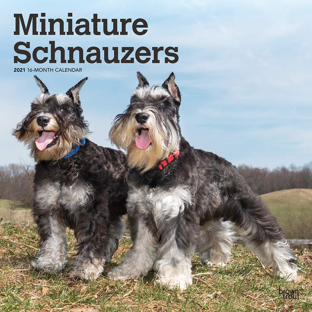 small miniature schnauzer