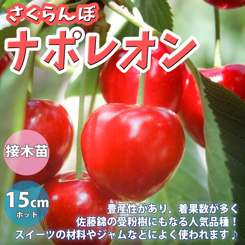 Amazon さくらんぼの苗木 品種 ナポレオン 品種で選べる果樹苗木 2年生 接木苗 15cmポット 平均樹高 60cm 1個 ポット植えなのでほぼ年中植付け可能 豊産性があり 着果数が多く佐藤錦の受粉樹にもなる品種 他の品種よりやや酸味がありますので 生食よりも