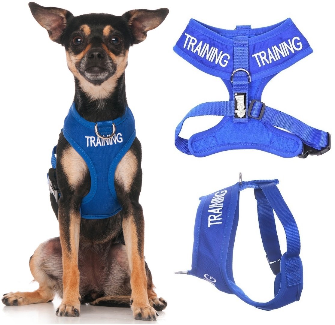 TRAINING (Dog In Training/Do Not Disturb) Blue Colour Coded Non-Pull Front and Back D Ring Padded and Waterproof Vest Dog Harness PREVENTS Accidents By Warning Others Of Your Dog In Advance (XS)