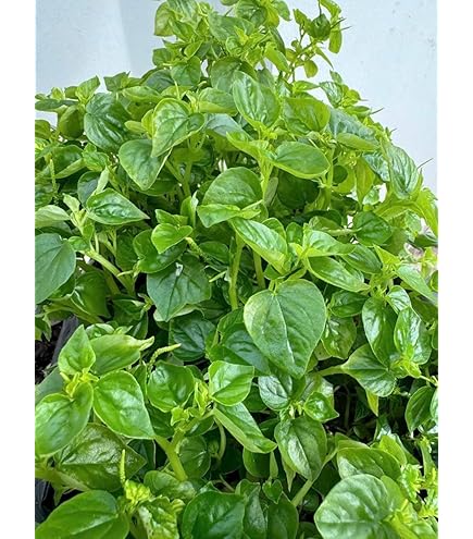 Amazon.com: legendary-yes 10 Fish Mint Houttuynia Cordata Asian Herbs Live  Starter Plants (Diep Ca) : Patio, Lawn & Garden