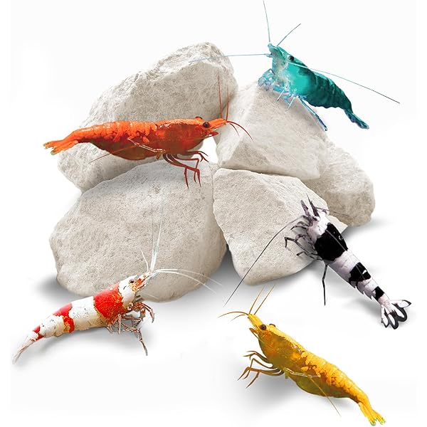 Las Vegas Exotic Fish Orange Sunkist Shrimp - 20 High Grade Live Freshwater Aquarium Shrimp (Live Guarantee) - View #11